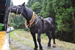 馬具を装着した黒い馬が森林の林道につながれている写真
