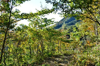 初秋の山あいにある緑豊かな雑木林の中から山の稜線を望む景色を写した写真