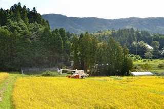 山と木々に囲まれたのどかな田園地帯で、黄金色の稲が一面に広がる中、小型コンバインがたわわに実った稲を刈っている収穫風景の写真