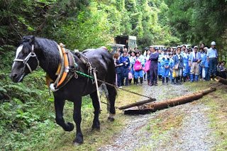 黒い馬が木の丸太を曳いて林道を走りだしており、その後ろに大勢の人が集まり、走る様子を見ている写真