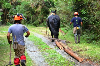 森林の中の道で、黒い馬が丸太を数本曳きながら歩き、作業着とヘルメットを着けた二人の作業員が同行している様子の後ろ姿の写真