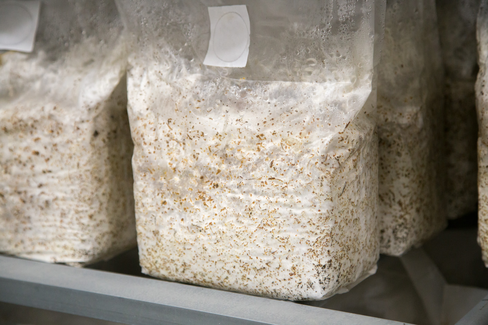 培養袋の中で菌糸が全体に広がって白くなってきている状態をアップで撮影した写真