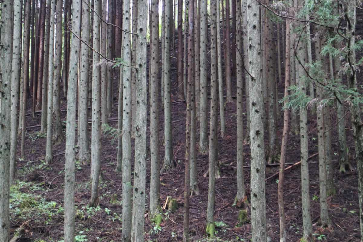 木が密集して生えているため、木と木の間隔が非常に狭く、地面にはほとんど下草が生えていない森の写真