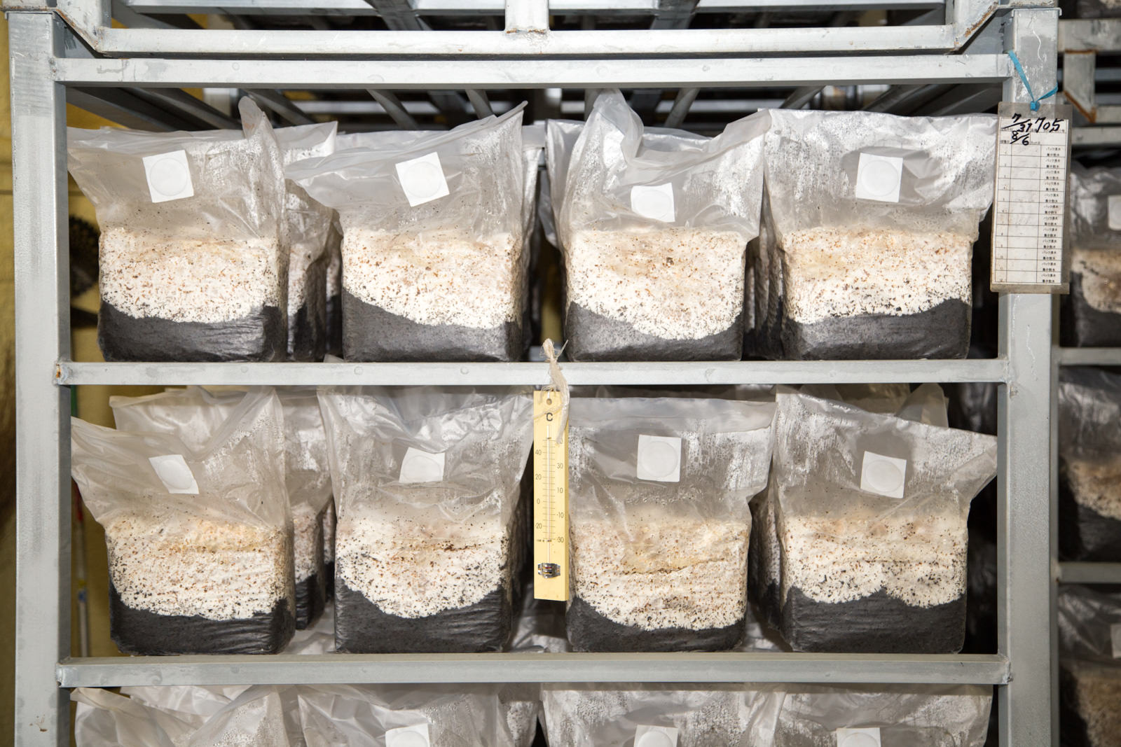 黒い培地と白い菌糸が層になった培養袋が棚に並べられている様子を撮影した写真