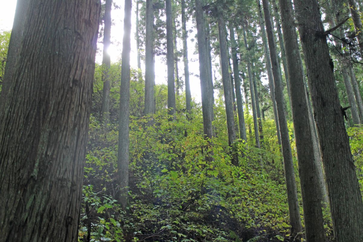 木の間隔が広く、明るい光が差し込み、緑の下草が豊富に生えている森の写真