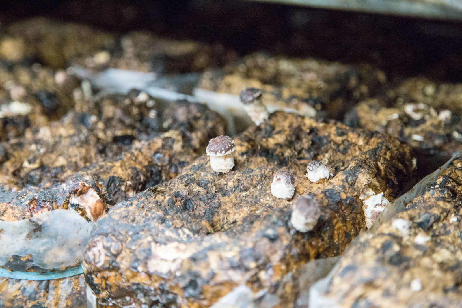 黒っぽい菌床から小さな椎茸が芽を出して育っている様子を間近で撮影した写真