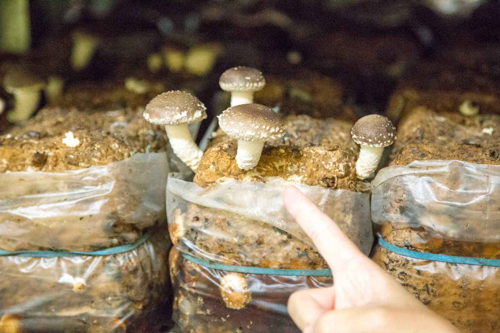 近くで見ると数本のシイタケが茶色い菌床から生えており、それを人の指が指し示している様子の写真