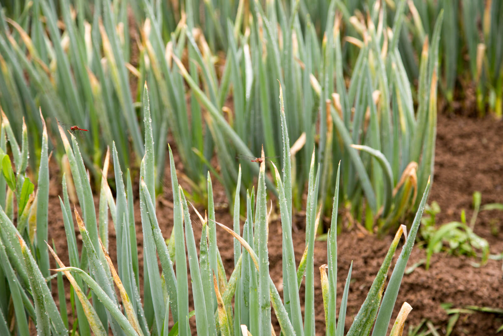 青々とした長ネギが密集して育っており、その間を赤とんぼが飛んでいるのが写っている畑をアップで撮影した写真