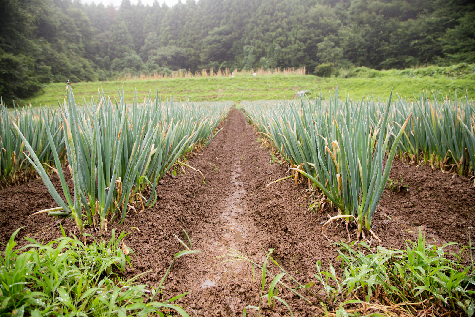 土の畝に整然と植えられた長ネギがまっすぐ育っている様子を、真正面から撮影した畑の風景の写真