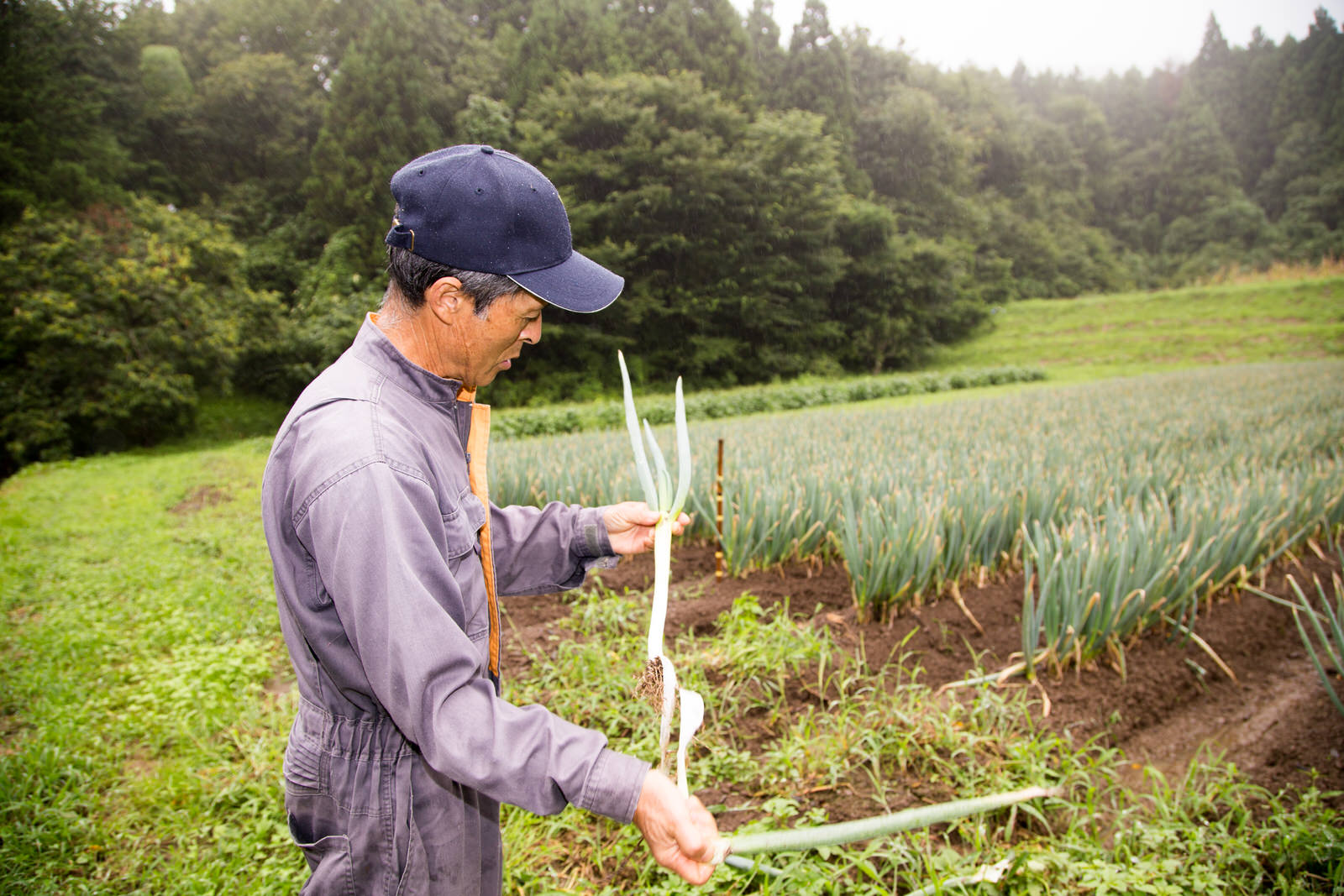 作業着姿の男性が畑で収穫したばかりの長ネギを手に取り、状態を確認している様子の写真