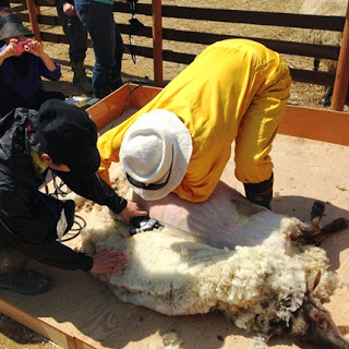 黄色い作業着の人と黒の帽子をかぶった人が二人がかりで、横になった羊の毛をバリカンで丁寧に刈っている写真
