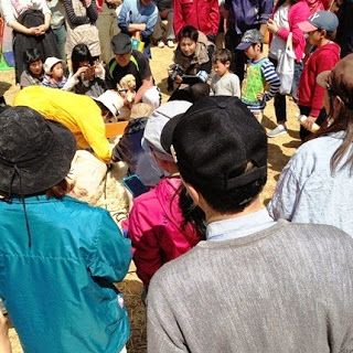 多くの子どもたちや大人が、スタッフが行っている羊の毛刈りを囲んで見つめている写真