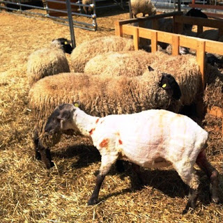 毛を刈られて地肌が見えている一匹の羊が、他の毛の長い羊たちと一緒に柵の中で群がっている写真