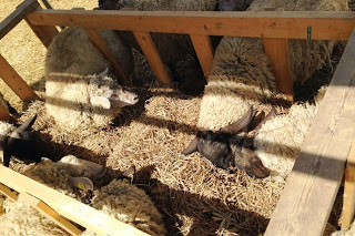 木の囲いの中で、白や黒の顔をした数頭の羊が餌を食べている様子の写真