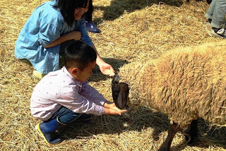 小さな男の子が地面にしゃがみながら手を伸ばして羊に餌を与えている様子を、女性が優しく見守っている写真