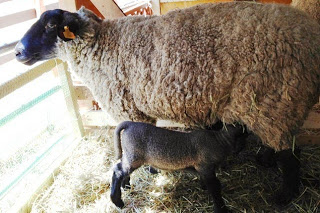 小屋の中で小さな子羊が、黒色の顔をした母羊のお腹の下に入り、母乳を飲んでいる写真