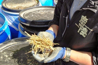 黒いジャンパーを着た人が、わかめの芯と牧草を混ぜて発酵させた飼料を持っている両手をアップで撮影した写真