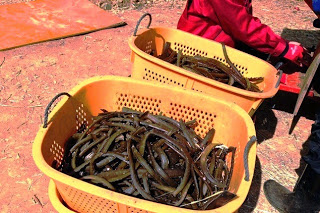 オレンジ色のかごに沢山の細長いわかめの芯が入っていて、赤い服を着た人が作業している写真