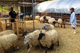 屋根付きの囲いの中で複数の羊が列をなして歩き回り、数人の大人が作業をしている様子の写真