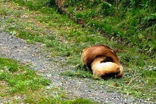 草の生えた砂利道の上で、茶色とクリーム色の2匹のタヌキの様な生きものがじゃれ合っている写真