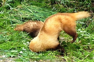 草の茂った地面の上で、茶色と薄茶色の2匹のタヌキの様な生きものが頭を突っ込みながら喧嘩している写真