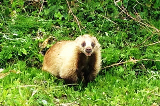 緑の草むらの中で、カメラをじっと見つめるように立ち止まっている白っぽい顔のアナグマの写真