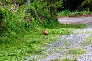 細い砂利道のわきにある草の上を、茶色のタヌキの様な生きものが奥に佇んでいる後ろ姿の写真