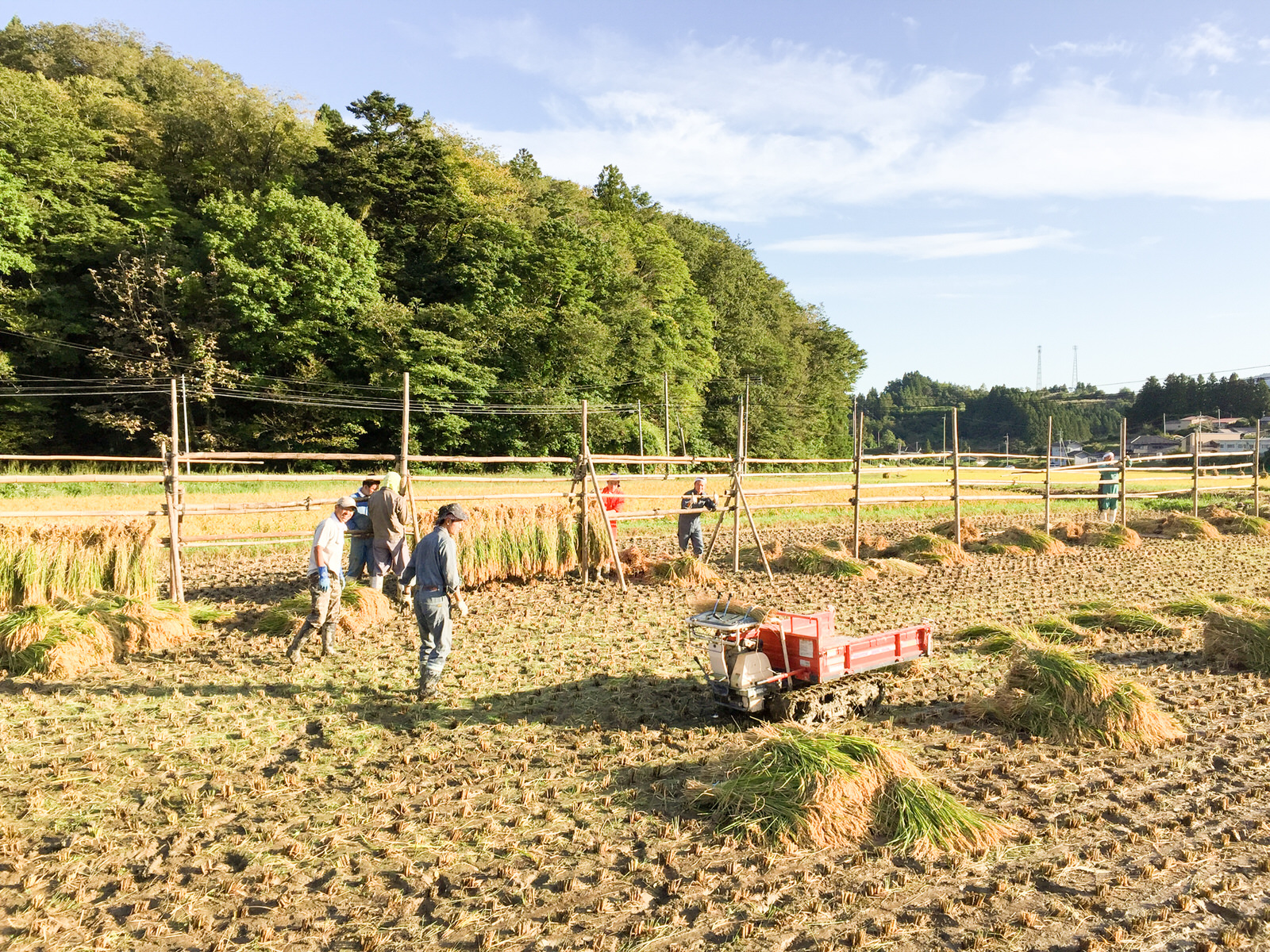 周囲には緑豊かな森が広がっている稲刈りを終えた田んぼで、数名の学生と農業従事者がはさ掛け作業をしている様子の写真