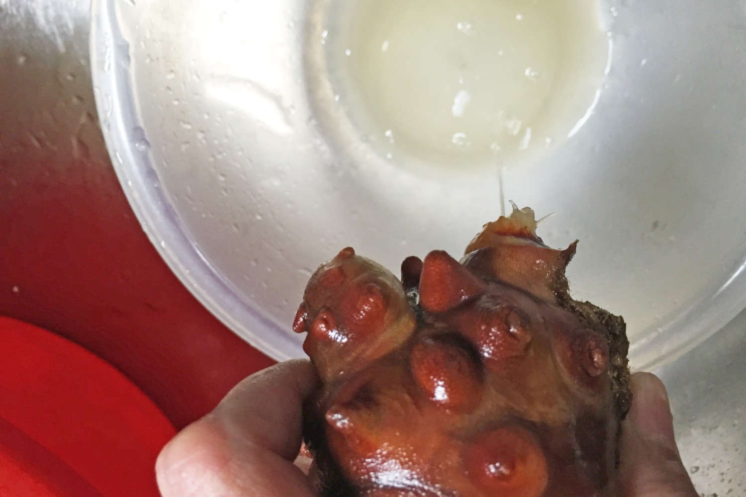 手に持ったホヤの先端部分を押して中の液体を透明のボウルに絞り出している様子を撮影した写真