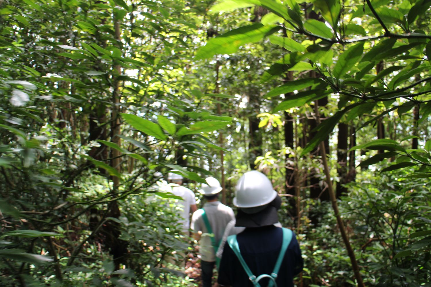 鬱蒼とした森の中をヘルメットを被った数人の人々が縦一列になって歩き、緑に覆われた細い山道を慎重に進んでいる様子が後方から撮影された写真