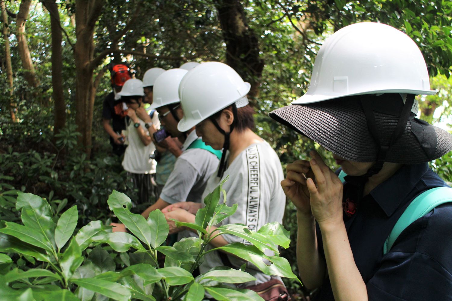 数人のヘルメットをかぶった人々が、木々に囲まれた森の中で植物をじっくりと観察したり葉っぱのにおいをかいでいる様子を写した写真