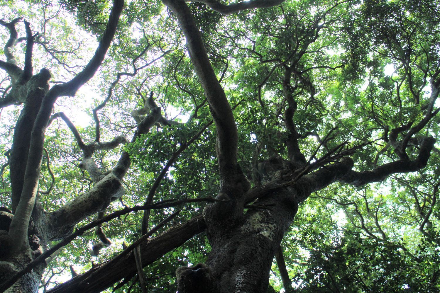 木々の枝が複雑に絡み合い、濃い緑の葉が空を覆うように茂っている森の中を下から見上げた構図の写真