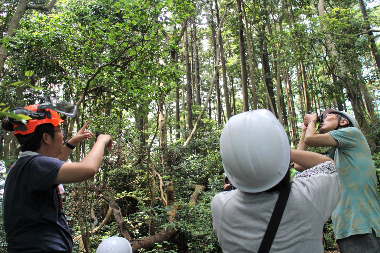 木々に囲まれた森林の中で上を見上げながらオレンジ色のヘルメットを被った佐藤さんが白色のヘルメットを被った参加者たちに説明をしている様子の写真