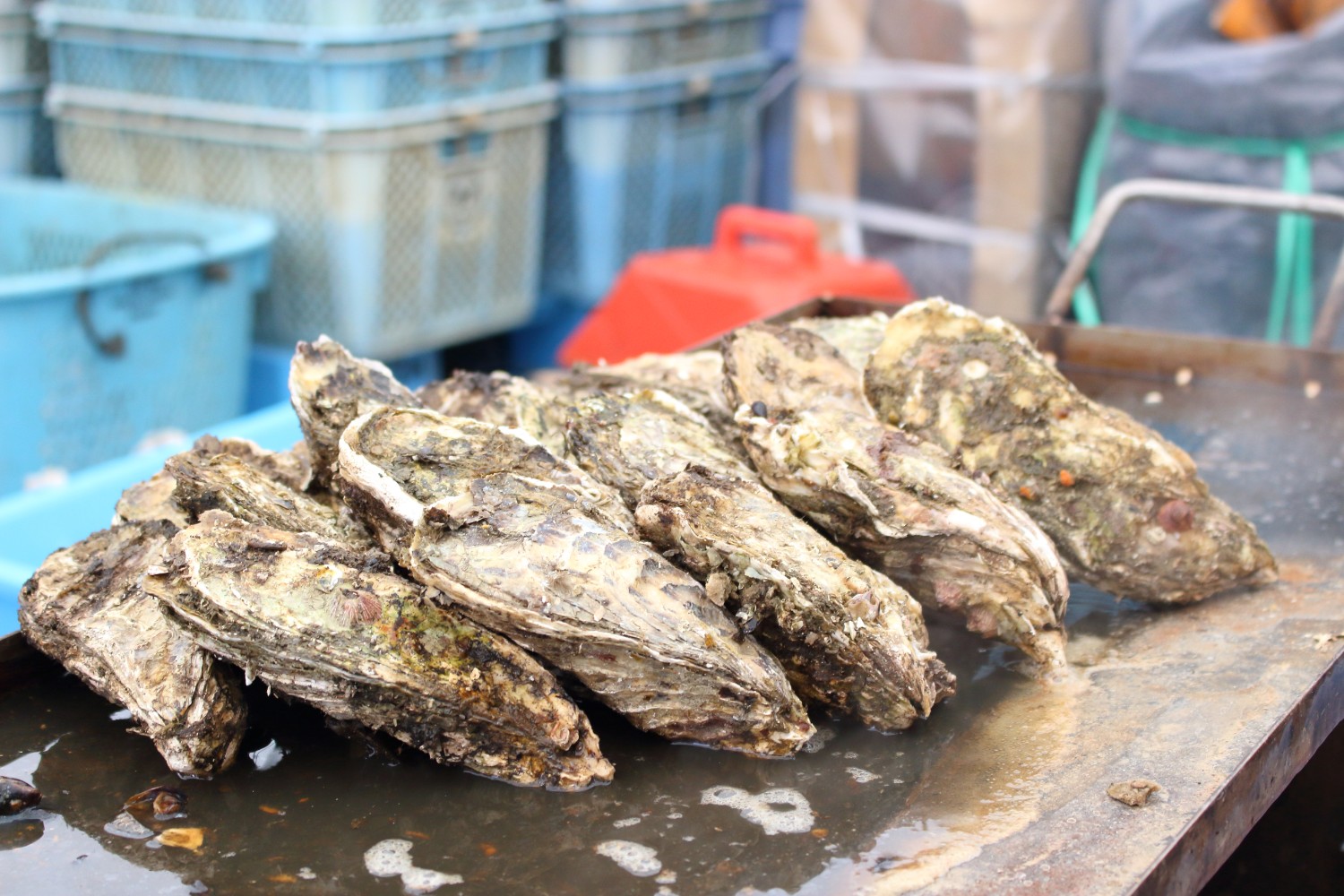 鉄板の上に多数の牡蠣がぎっしりと並べられていて、加熱調理される様子がうかがえる写真