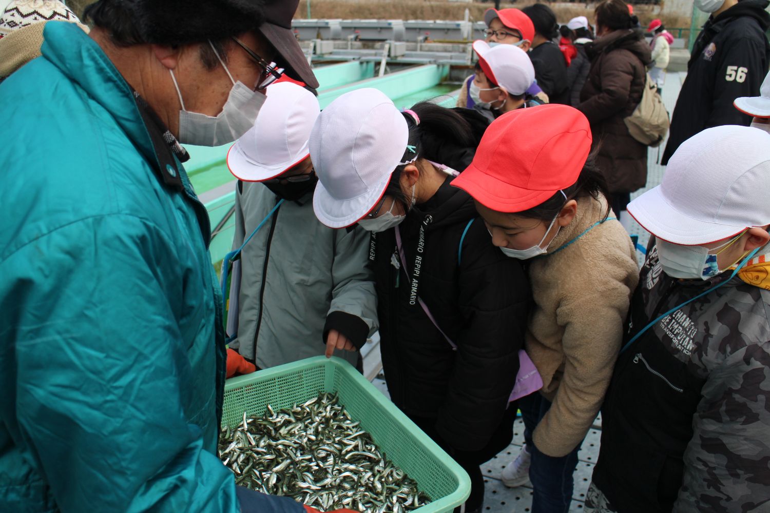 男性が持っている沢山の稚魚が入ったかごの中を、子供たちが興味深そうにのぞき込んでいる写真
