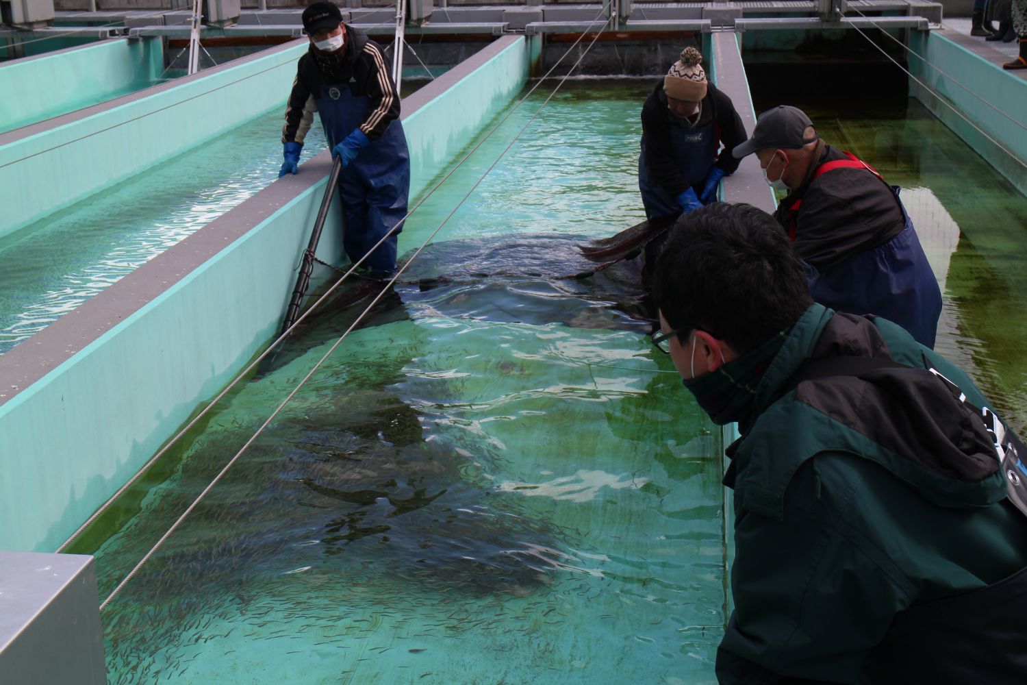たくさんの稚魚がいる水槽の中で、作業服を着た2人の男性が網のようなものを使って稚魚の追い込み作業をしている写真