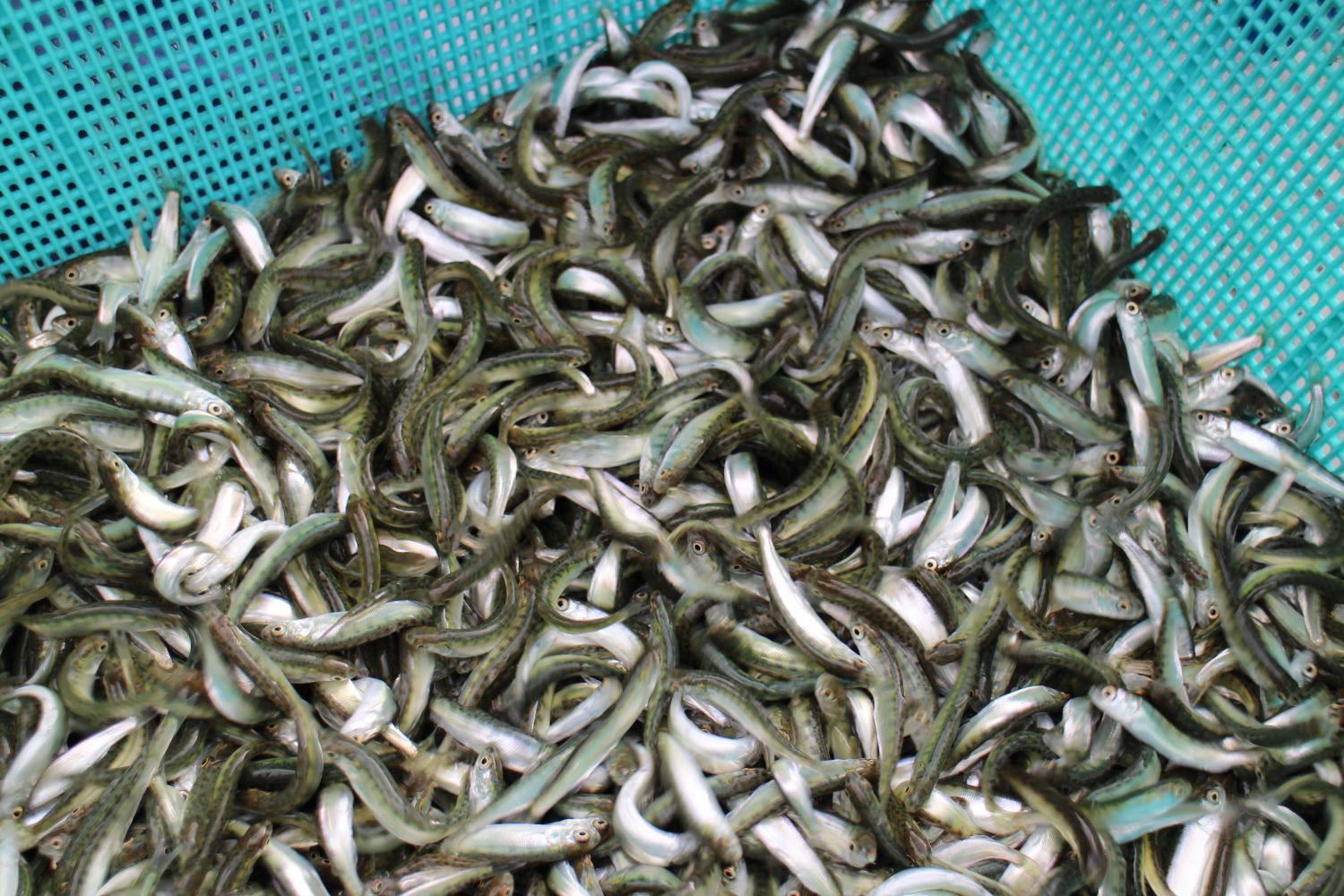 水色のかごの中に入った沢山のシロサケの稚魚の写真