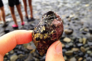 波打ち際の石の上で、親指と人差し指で掴んだ黒紫色の貝をアップで撮影した写真