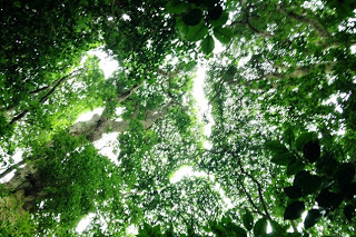 背の高い木々が空を覆い、隙間から木漏れ日が差し込む森の上空を見上げた写真
