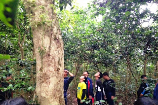 鬱蒼とした森の中で、大木を見上げながら案内人の説明を聞く子どもたちの写真