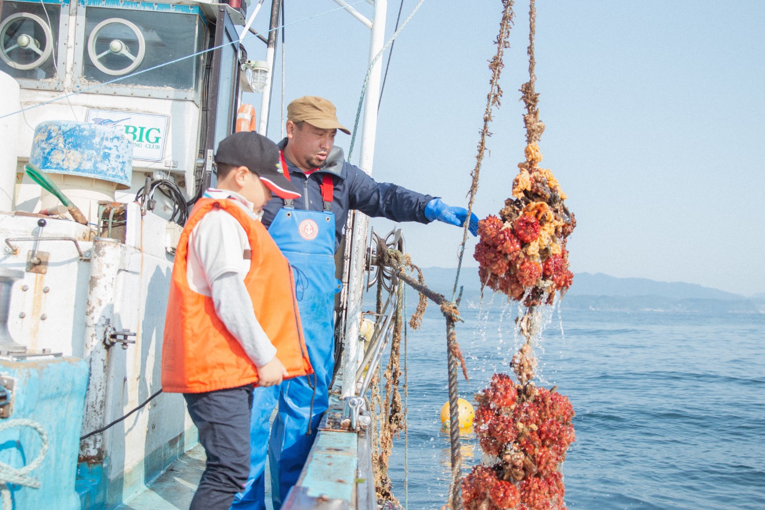 青い作業着を着た父親とオレンジのライフジャケットを着た芳雅くんが船の上でロープにぶら下がった赤やオレンジ色のホヤを引き上げて見ている様子の写真