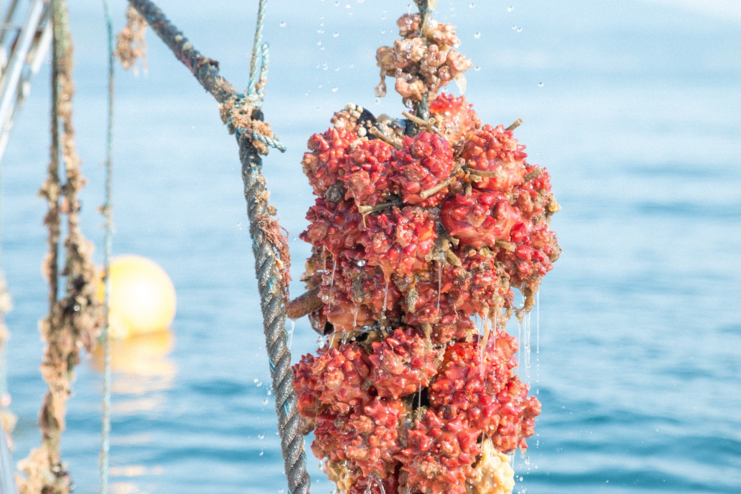 海の上でロープに密集して付いている多数の赤くゴツゴツしたホヤが水を滴らせながら引き上げられている様子をアップで撮影した写真