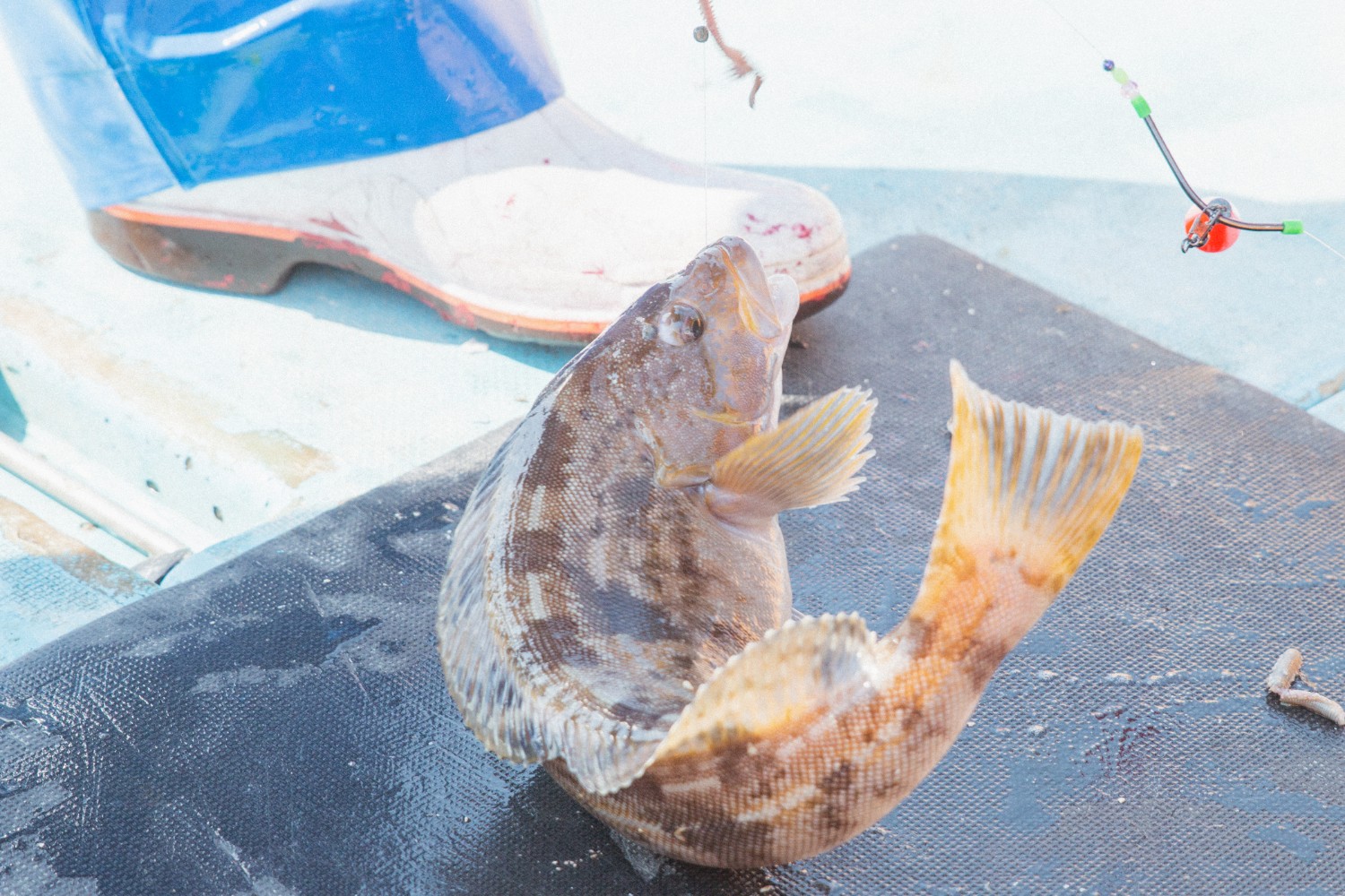 釣り針にかかったアイナメが船の床に置かれて勢い良く跳ねている様子の写真