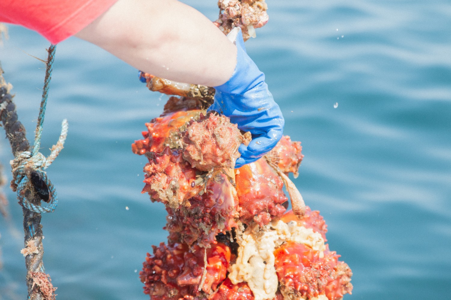 青いゴム手袋をした人が、ロープに密集して育った赤とオレンジのホヤに触っている手元をアップで撮影した写真