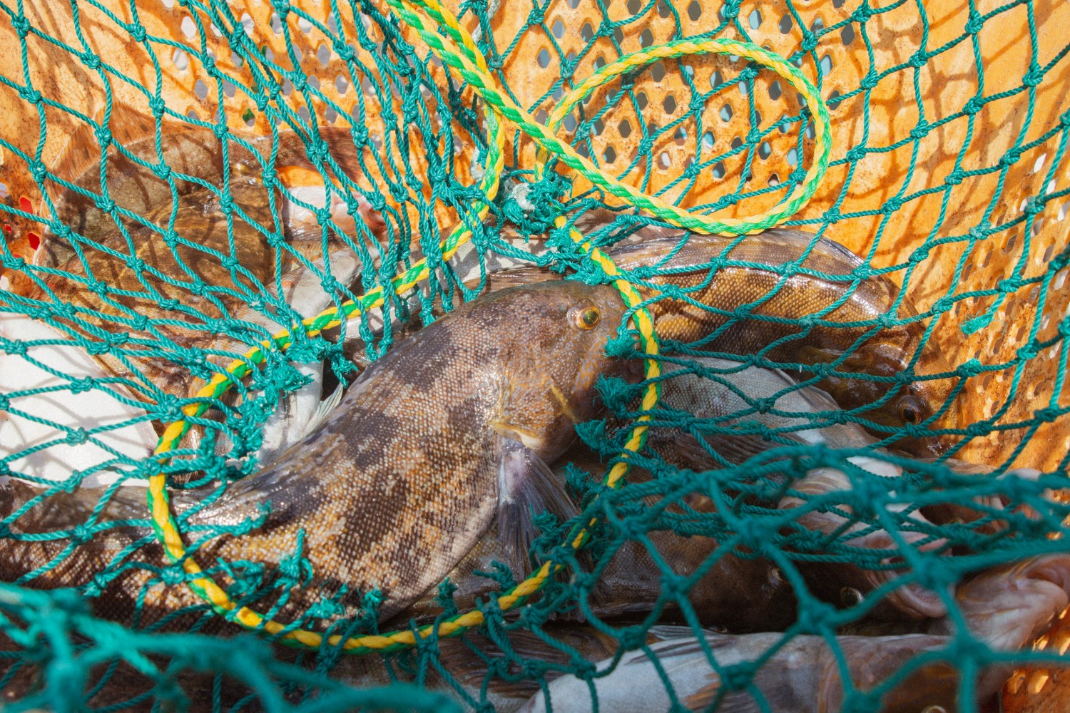 オレンジ色のカゴに入った緑色の網にアイナメとカレイの複数の茶色い魚が入っている様子をアップで撮影した写真