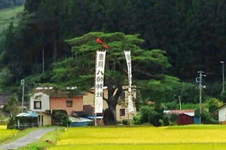 背景に鬱蒼と茂った木々が立ち並ぶ麓の集落に田んぼが広がり、家屋の手前にある一本の大きな木の傍に、赤い飾りが取り付けられた2本の白いのぼり旗が立っている写真