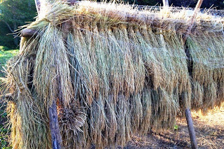 木の枠組みに刈り取った稲が束になって天日干しされている写真