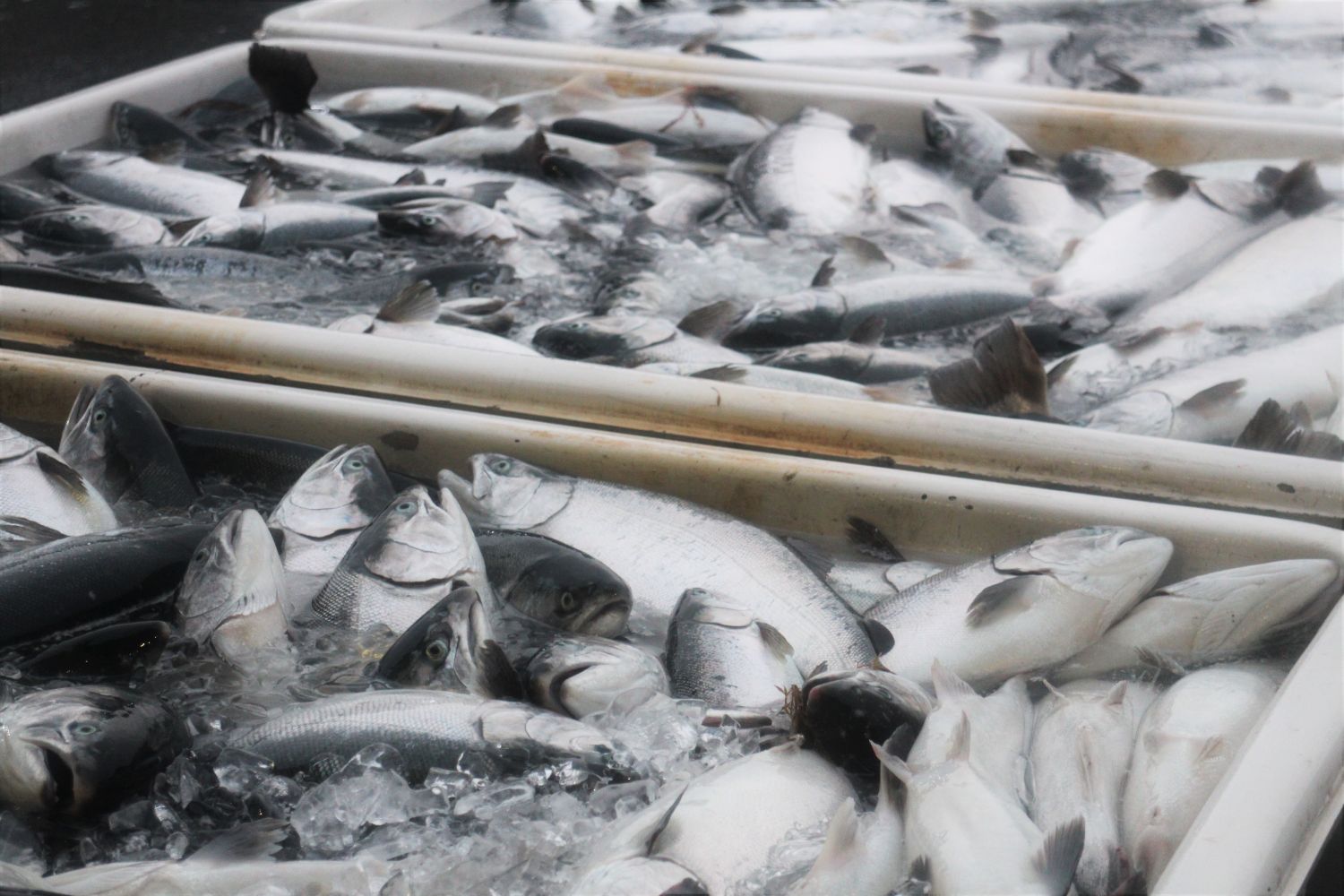 白いプラスチックのコンテナに大量のサケが氷とともにぎっしり詰められて並んでおり、新鮮な魚が水揚げされた直後の状態を示している様子の写真