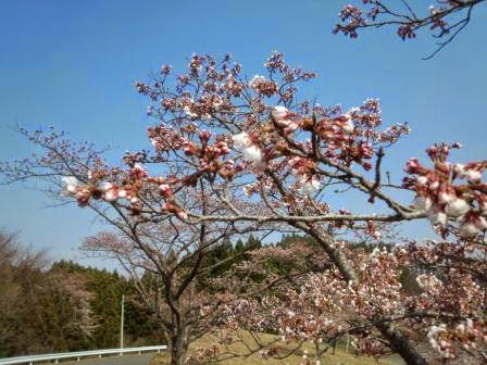 青空を背景に、奥には木々が見え、左側にはガードレール付きの道路がある手前に、ピンク色の蕾と白の桜の花が咲く枝が広がる春の風景の写真
