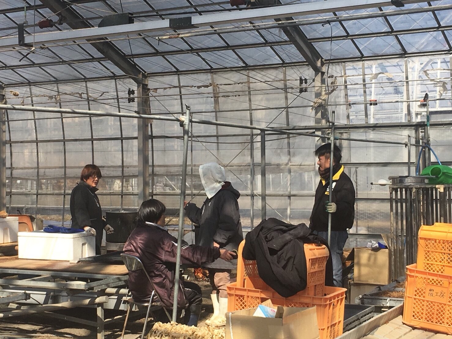 2つずつオレンジ色のカゴが置かれているビニールハウス内で、複数の作業者たちが話をしながら、農作業や出荷準備のような作業をしている様子の写真